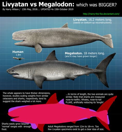 leviathan vs megalodon|livyatan melvillei vs megalodon.